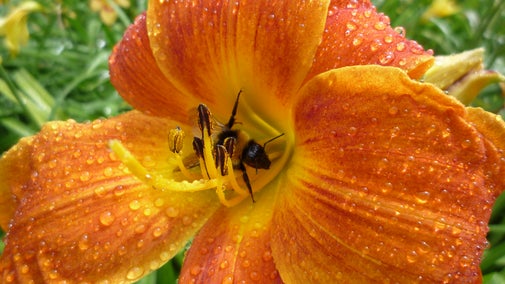 A bee pollinates a daylily in the National Collection of Hemerocallis in Antony's gardens.